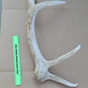Genuine Elk Shed Antler